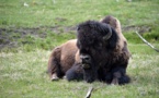 Etats-Unis: une femme encornée par un bison à Yellowstone