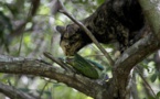 La présence de chats harets est supposée, sera-t-elle confirmée ?