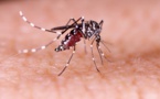 Dengue de type 2 : la Polynésie placée en alerte sanitaire