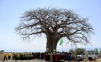 Disparition "spectaculaire" des plus vieux baobabs d'Afrique