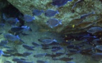 Plancton décimé, poissons sonnés: les effets du vacarme sous-marin créé par l'homme