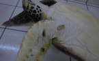 Un pêcheur condamné pour avoir capturé et tué 9 tortues