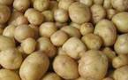 Soutien apporté aux producteurs de pomme de terre