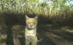 Australie: les chats errants tuent un million de reptiles par jour