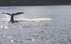 Quand une baleine se venge