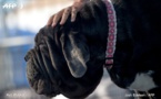 Chien éviscéré et tué au couteau : un an et 9 mois de prison ferme