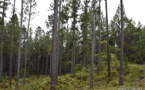 Bois : un investissement de 1.7 milliard à Nuku Hiva