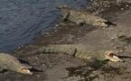 Mexique: près de 300 crocodiles s'échappent dans une zone inondée