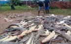 Indonésie: une foule en colère massacre près de 300 crocodiles