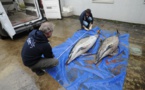 Pêche: des répulsifs acoustiques pour empêcher la capture accidentelle de dauphins