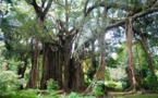 Le jardin botanique (re)pris en main