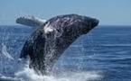 Une attaque de baleine en Australie occidentale ?