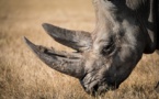 Kenya: un dixième rhinocéros est mort, le onzième attaqué par des lions