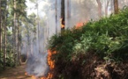 Cinq hectares de brousse partis en fumée à Papeari