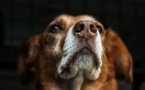 Un chien sauve une famille indienne des inondations