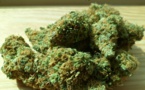 Cannabis: hausse constante des intoxications d'enfants
