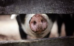 Chine: 14.500 porcs tués pour contenir l'épidémie de peste porcine africaine