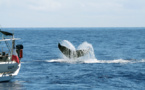 Cétacés : de nouvelles règles pour les approcher