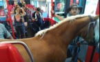 Autriche: il monte dans le train avec son cheval