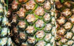 Espagne: la cocaïne était cachée dans des ananas