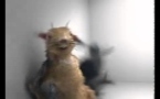 Russie: un écureuil en plein délire pour lutter contre l'abus d'alcool