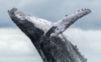 Au Brésil, bras de fer entre pro et anti-chasse à la baleine