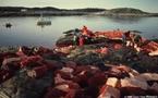 Nouvelle saison de chasse à la baleine : appel à la retenue en Antarctique