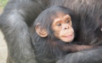 Calculs rénaux et montagnes russes, singes imitant l'homme au menu des Anti-Nobel 2018