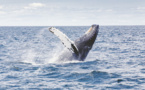 Baleines: la CBI dit non au retour de la chasse, le Japon menace de partir