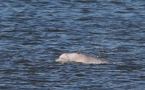GB: un béluga aperçu dans la Tamise inquiète les défenseurs de l'environnement