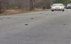 USA: des milliers d'oiseaux morts tombent sur une ville de l'Arkansas