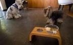 La nouvelle sensation de Rio: un restaurant "naturel" pour chiens