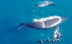 Whale watching : "Eviter l'anarchie sur le plan d'eau"