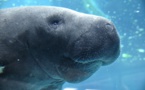 Kaï, le lamantin de Guadeloupe, rejoint le zoo de Vincennes