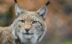 Quatre Lynx relâchés dans le Jura, après un sauvetage épique