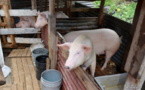 Un élevage de cochons dans un quartier OPH de Pirae
