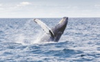 Quand le navire passe, les baleines se taisent