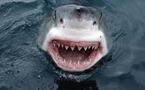 Australie: un plongeur tué par des requins