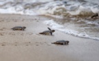 Combat pour sauver les tortues de mer en Birmanie