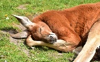 Sécheresse de tous les dangers pour les kangourous et émeus d'Australie