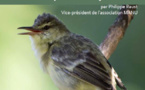 Les oiseaux de la Polynésie française présentés par Manu