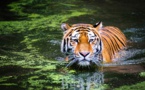 Au Népal, des caméras cachées pour compter les tigres sauvages