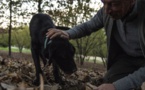 En Italie, les chiens truffiers ont leur propre "université"