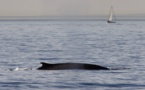 Hausse des populations de baleines et gorilles des montagnes