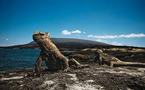 Equateur: trois sites naturels aux Galapagos endommagés par le tsunami