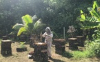 Apiculture : une filière à l'épreuve