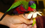 Carnet de voyage - A Rimatara vole l’oiseau arc-en-ciel