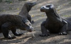 Voir un dragon de Komodo de près pourrait bientôt coûter 500 dollars
