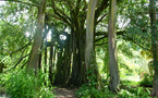 Le Banian du jardin botanique Harrison Smith