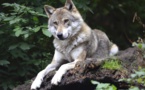 Le loup s'installe de plus en plus en France